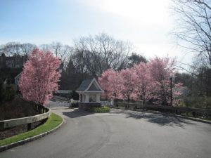 cherry-blossum trees