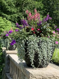decorative pot plant